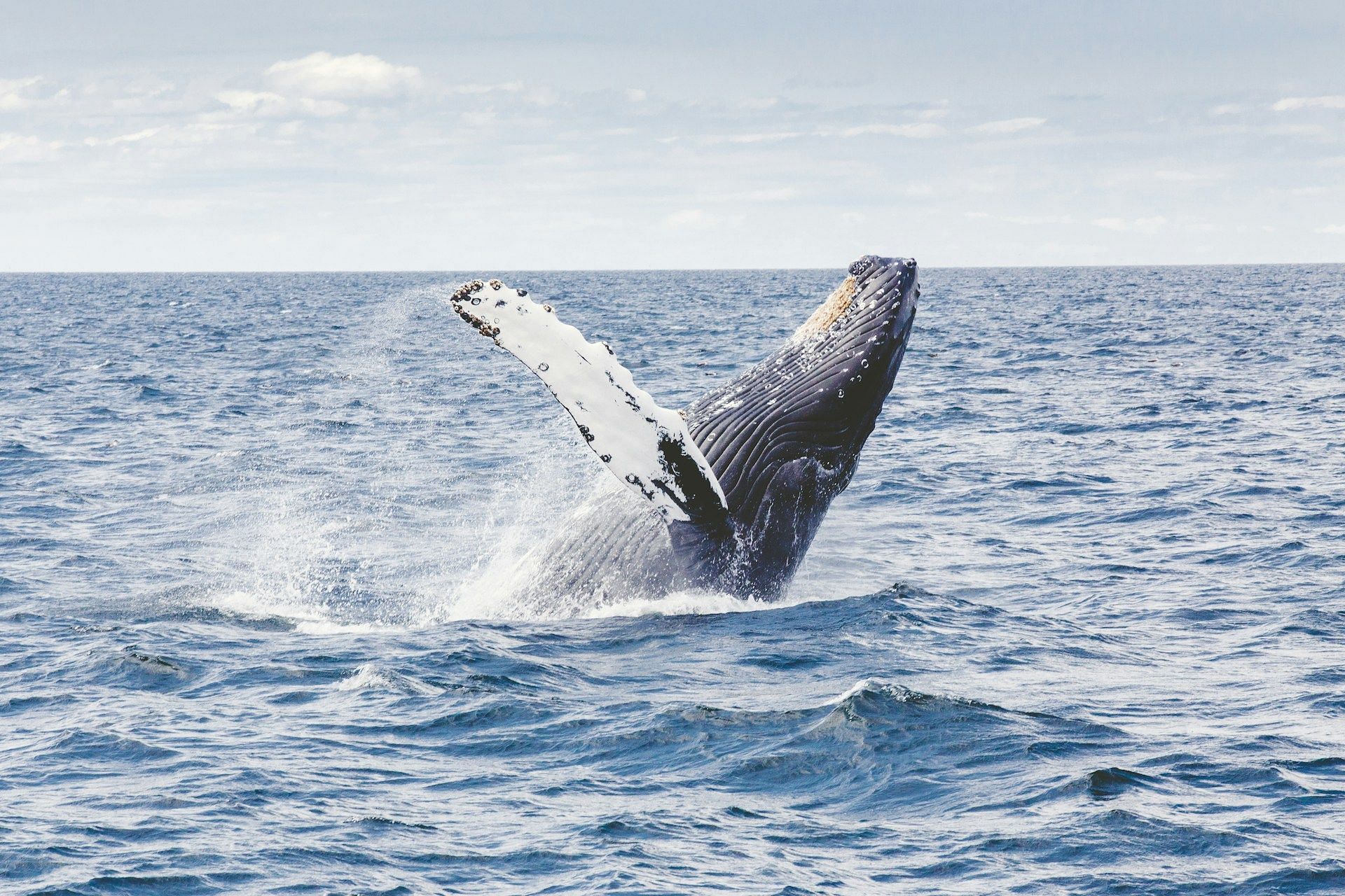 A representative image of a whale. (Image via Unsplash)