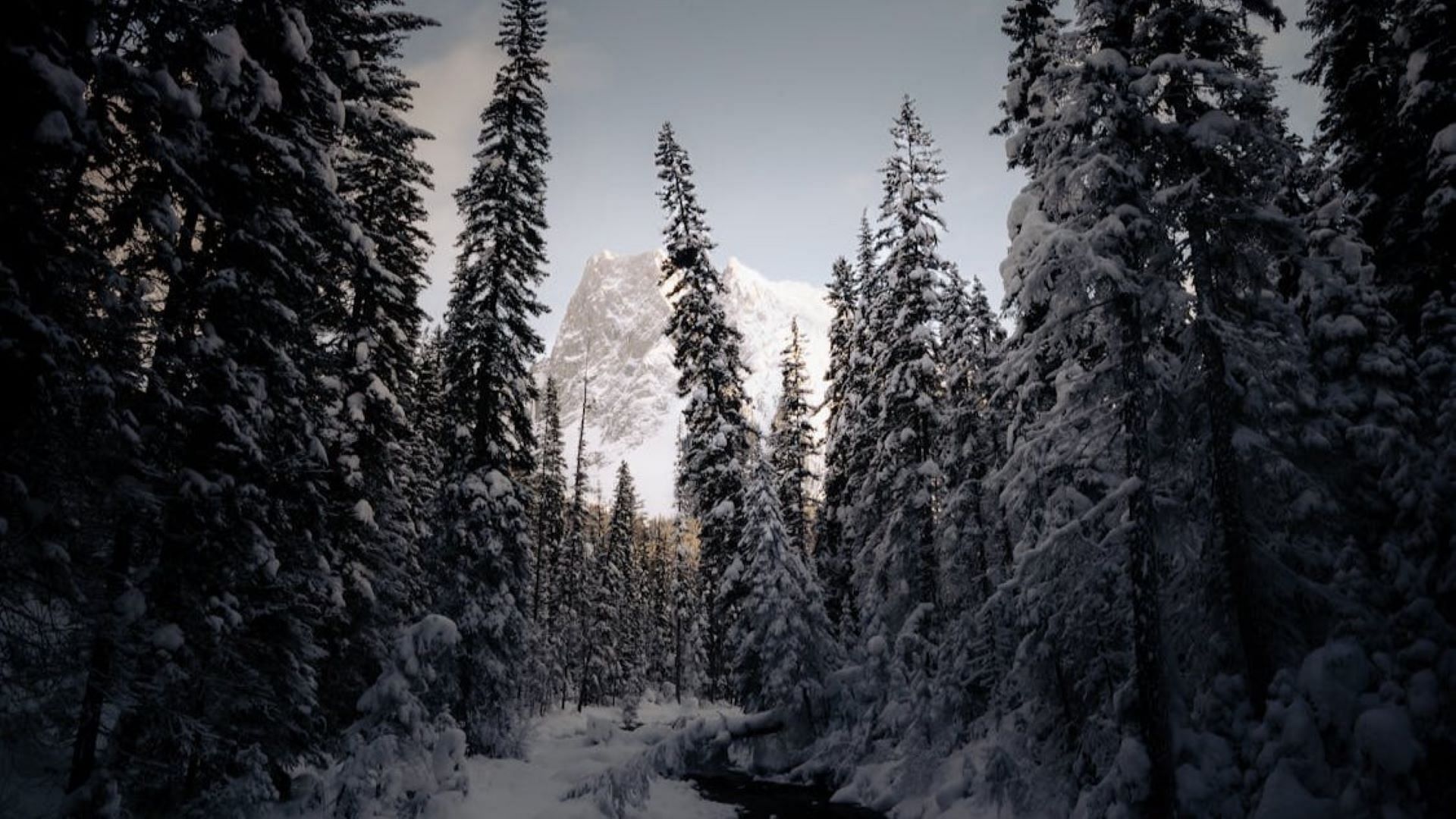 A snowy forest in the mountains in British Columbia (image via Pexels)