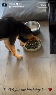 Lydia Ko's dog ( via Lydia Ko's Instagram story)