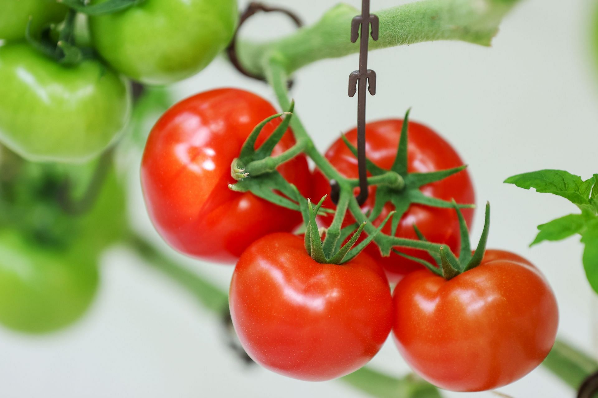 Tomatoes grown in greenhouse using heat from eco-friendly factory in Konya (Image Source: Getty)