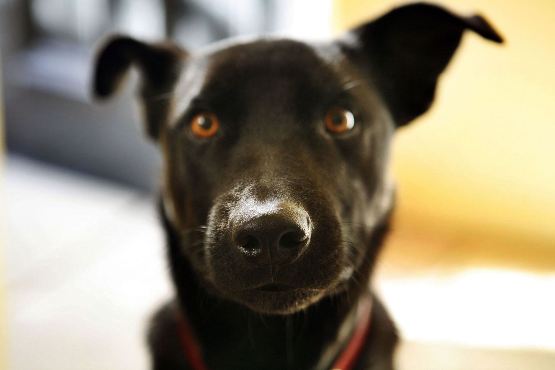 Close-up of an Australian kelpie dog- Image via Getty