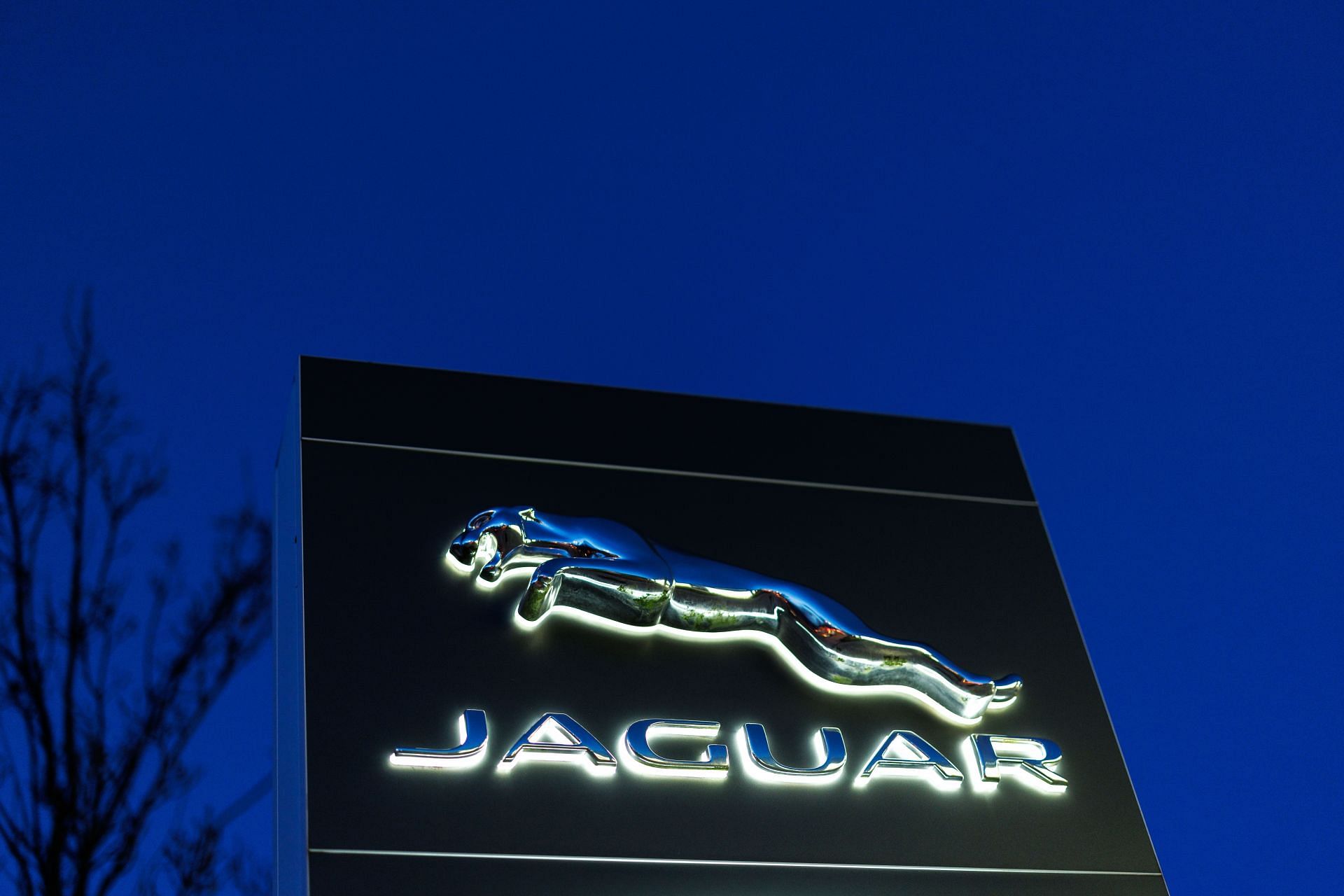 Jaguar logo on a branch - Source: Getty