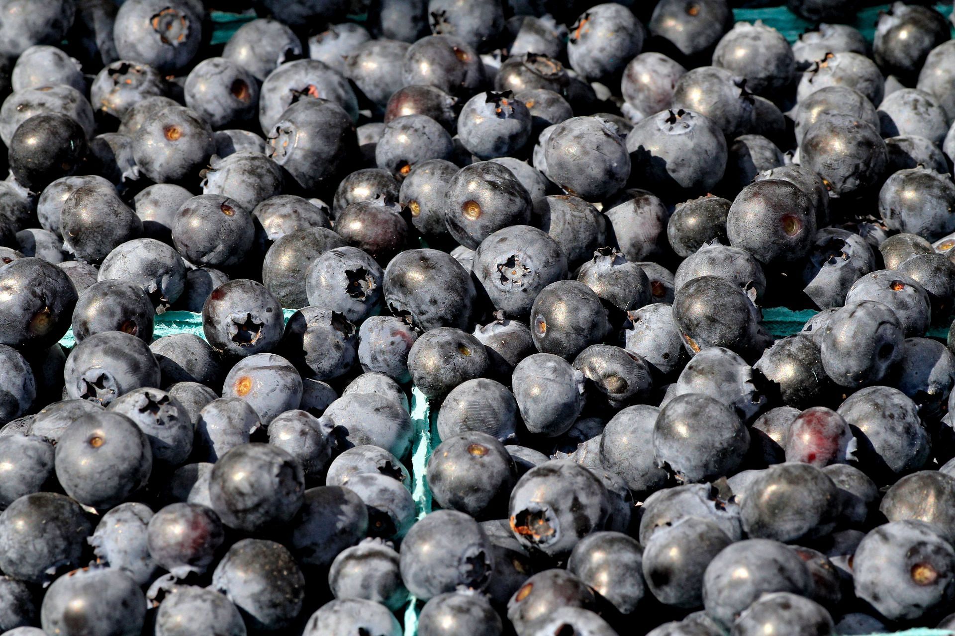 Blueberries at Brampton Farmers&#039; Market In Brampton (Image Source: Getty)