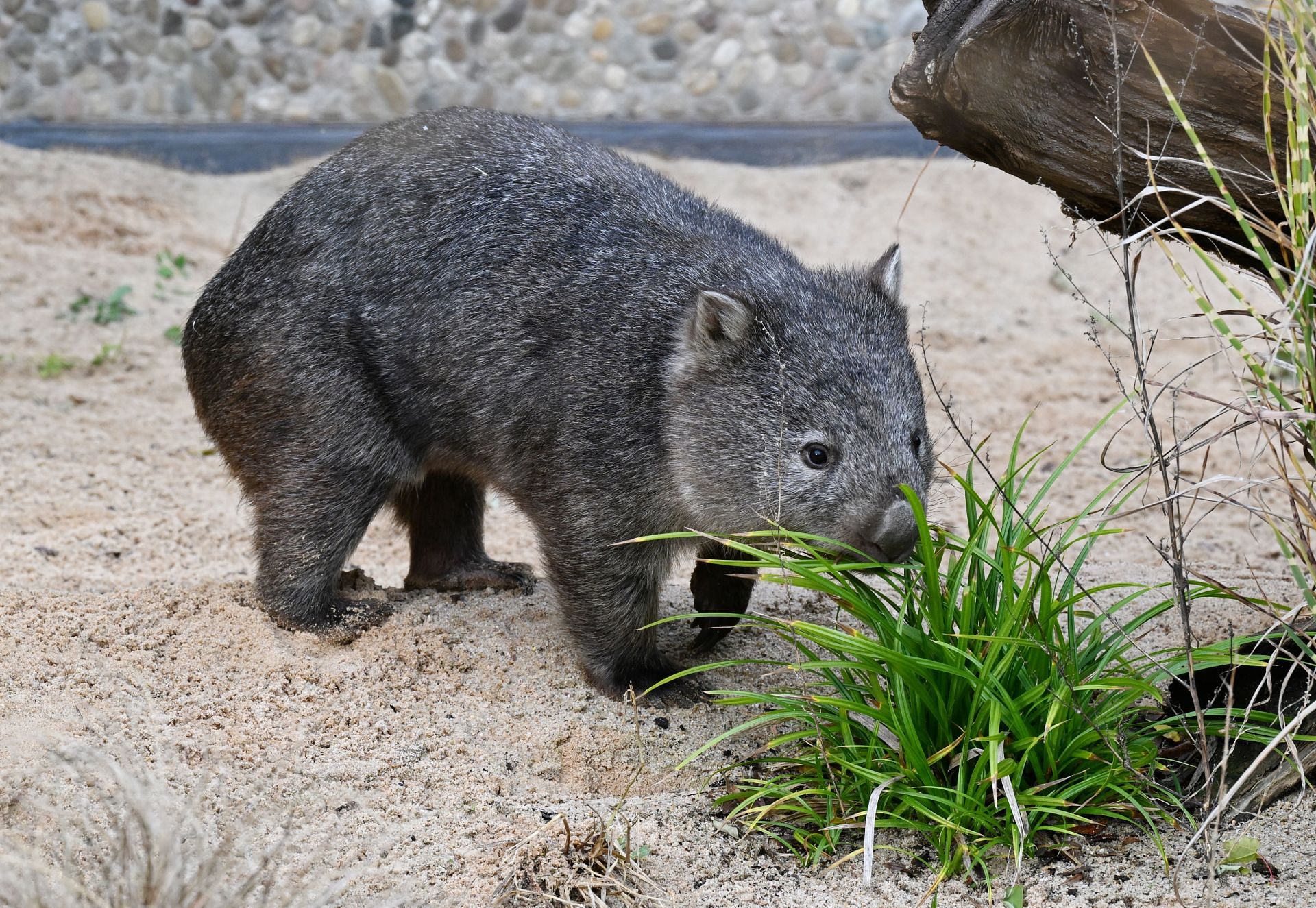 Wilhelma now has naked-nosed wombats - Source: Getty