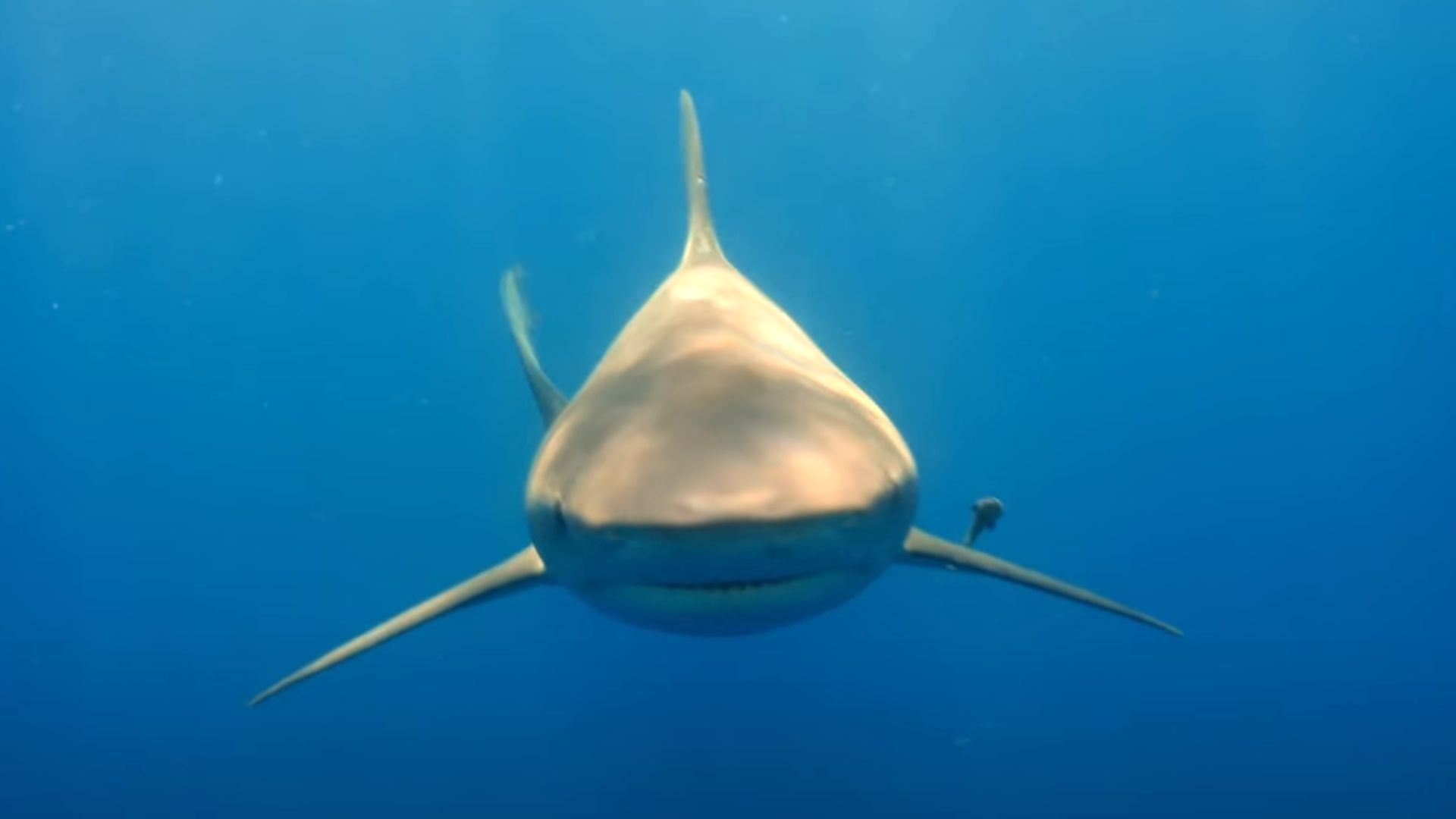 A shark heads right at the cameraman while MrBeast and his team are swimming in &quot;dangerous waters&quot; (Image via MrBeast/YouTube)