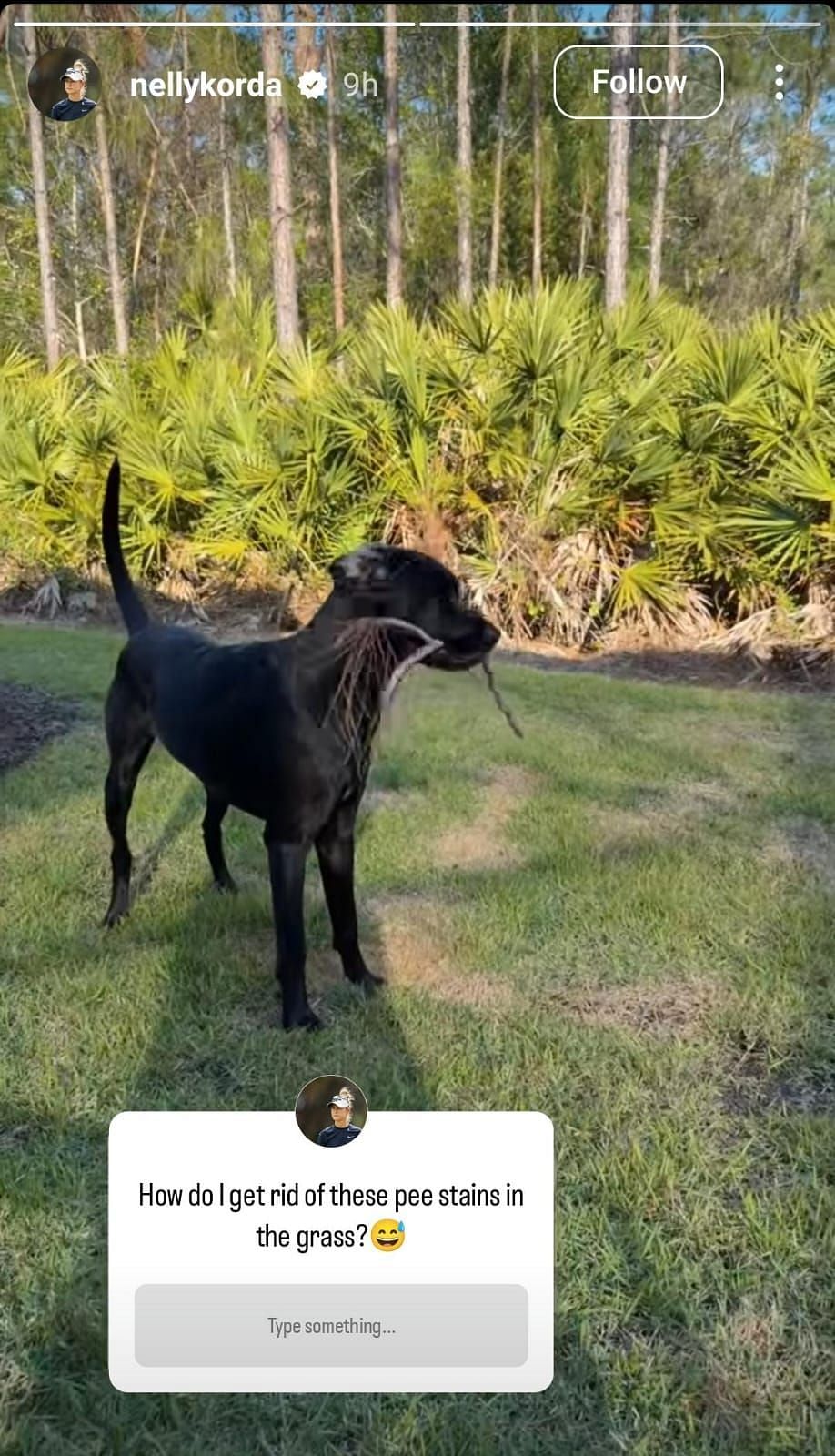 Nelly Korda&#039;s dog ( via Nelly Korda&#039;s Instagram story | @nellykorda)