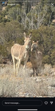 Jaz Agassi's Instagram story; ( Source - Instagram @jazagassi)