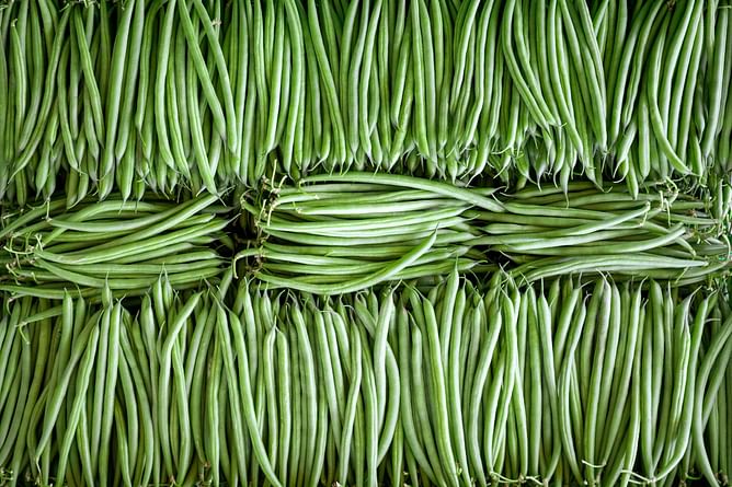 FDA recalls almost 200,000 cans of Green Beans: Reasons, locations, and more details explored