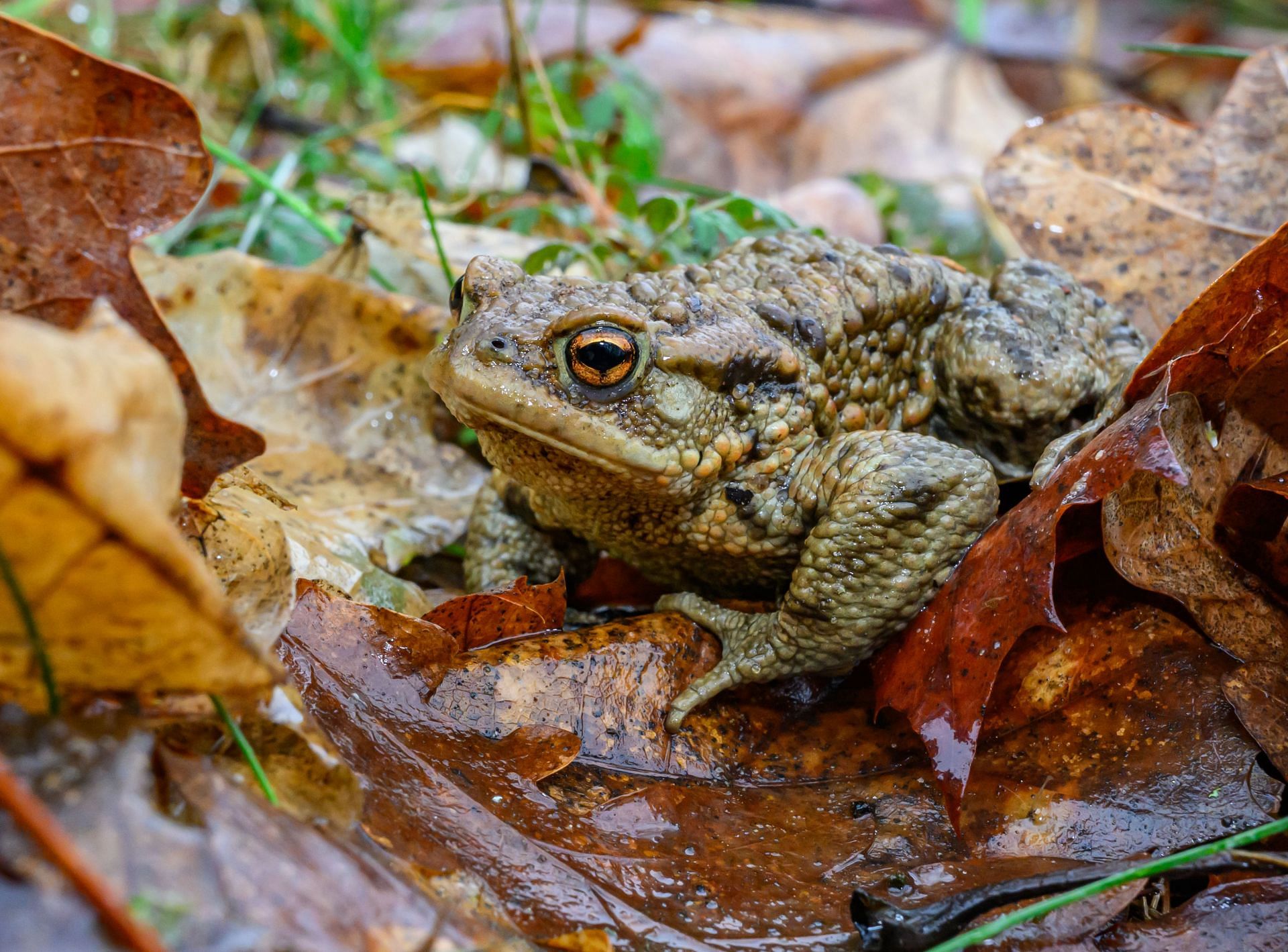 Are Xeno frogs real or fake? Viral images debunked