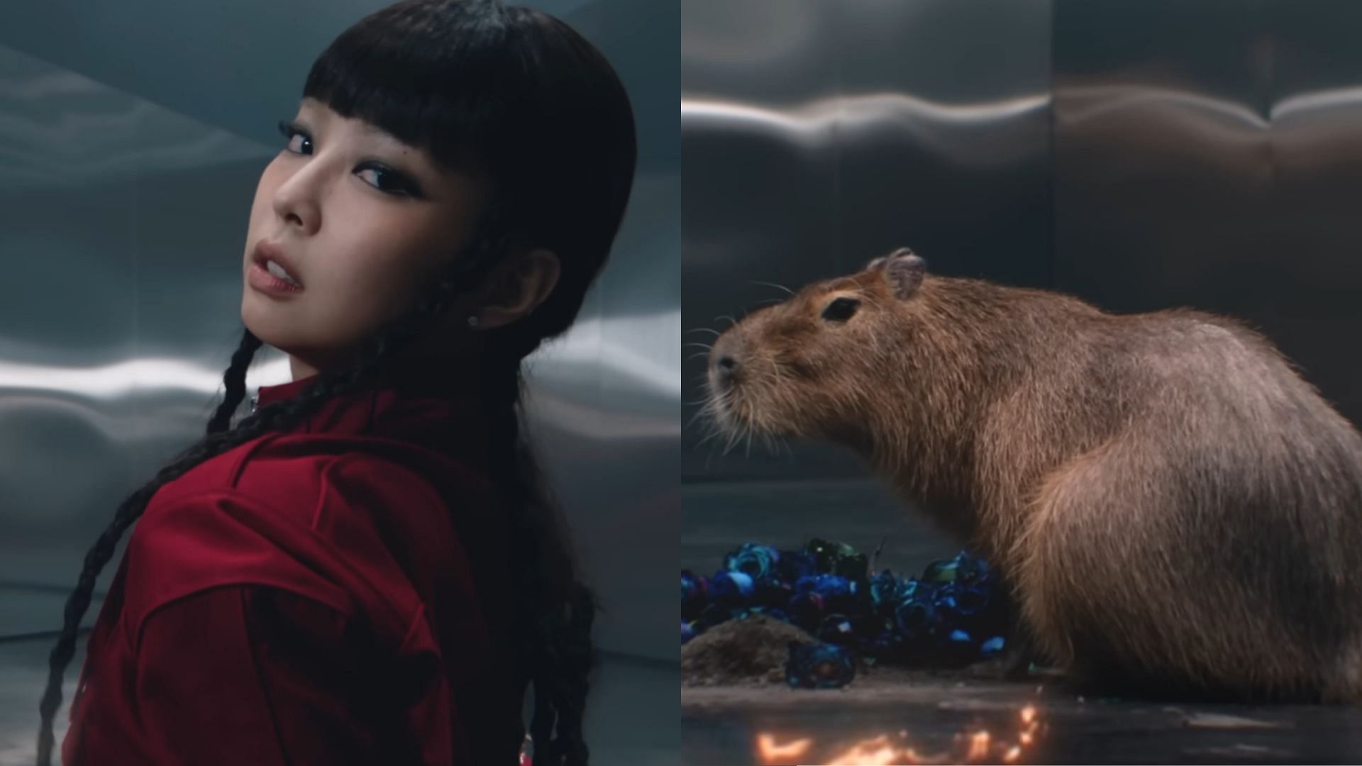 BLACKPINK member reincarnates as a capybara in 