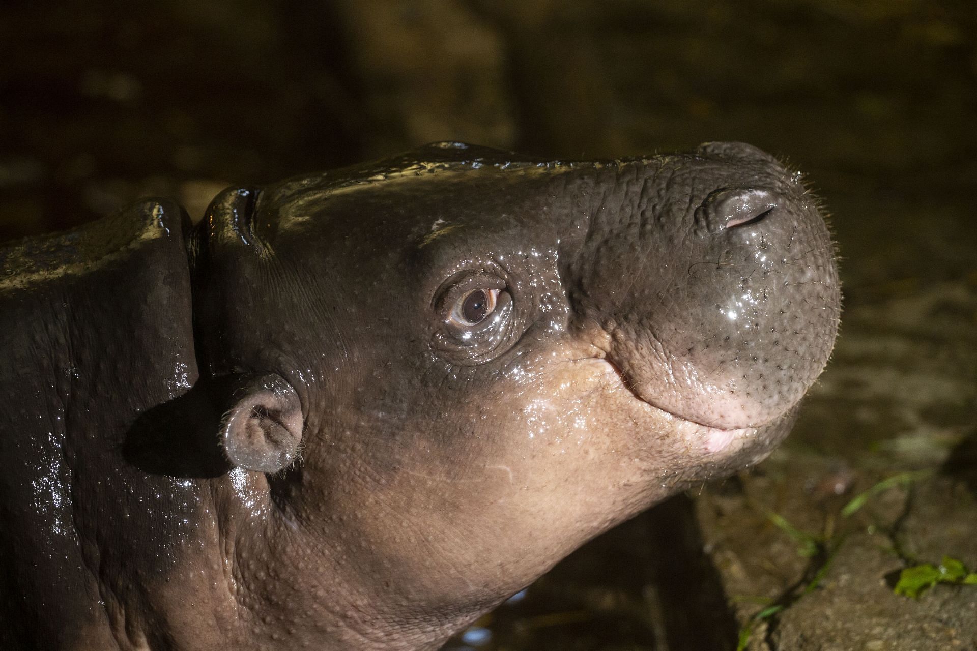 Pygmy hippopotamus, the newest resident of the Sofia Zoo - Source: Getty