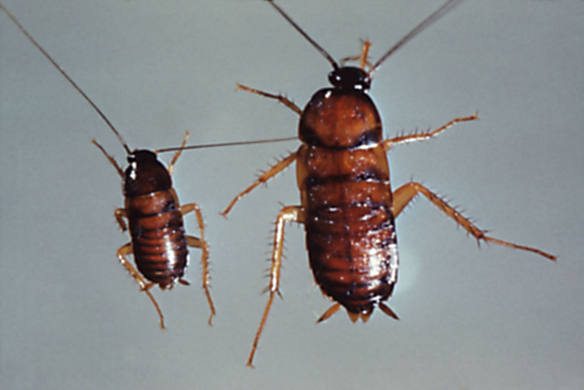 Nymph Cockroaches - Source: Getty