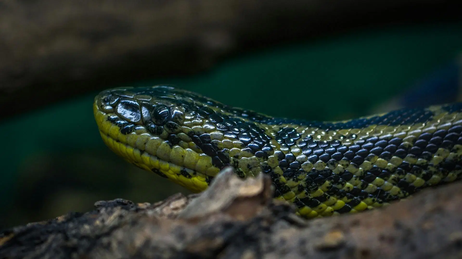 54-year-old woman found dead inside 22-foot-long snake (Image via Egor Kamelev/Pexels)