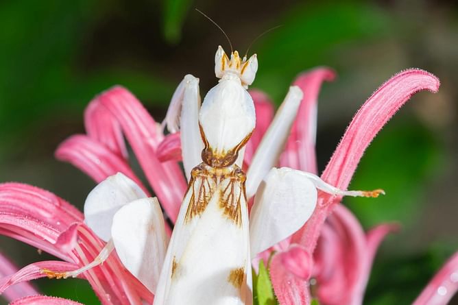 Is the Celestial Mantis real or fake? Viral footage debunked as video floors netizens