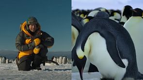 Secrets of the Penguins: Release date, plot, and everything we know so far