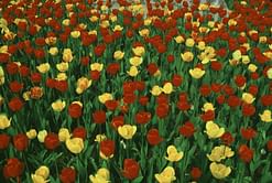 What is an economic bubble? Josh and Chuck explain why the Dutch sold everything to invest in tulips during Tulipmania