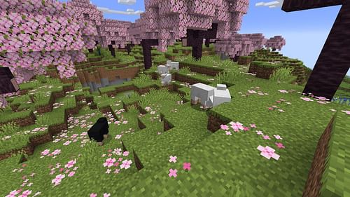 Sheep in Cherry Groves (Image via Mojang Studios)