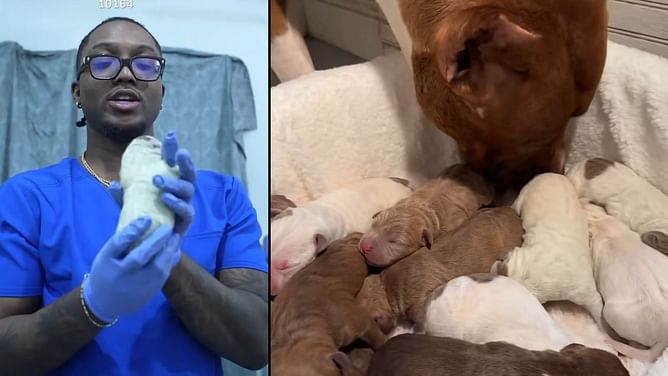 FaZe Clan's YourRAGE delivers 11 puppies on Twitch livestream