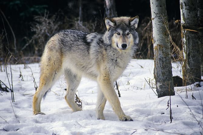 "He belonged to which Stark kid?" — Internet reacts as Remus, world's first dire wolf in 10,000 years, makes it to the cover of TIME