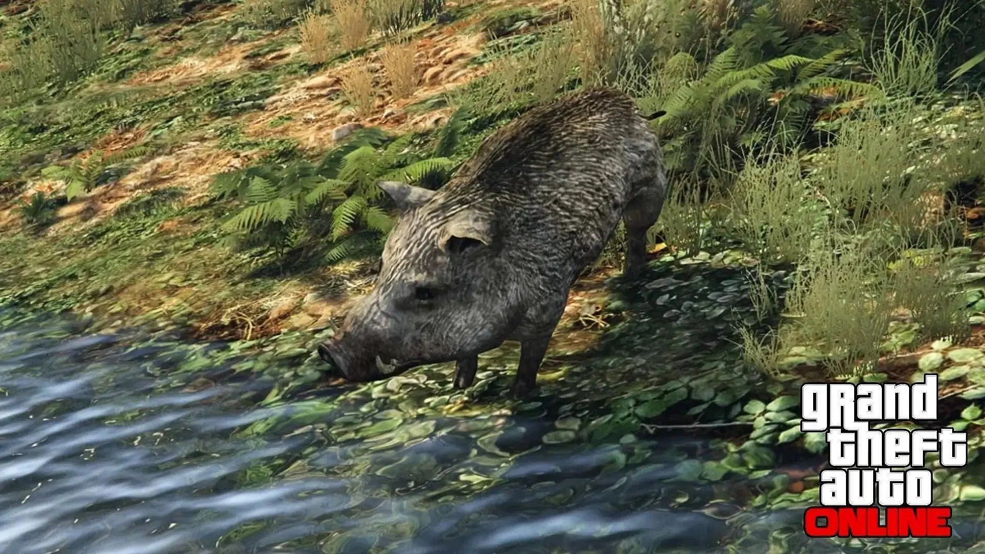 GTA 5 Online boar location