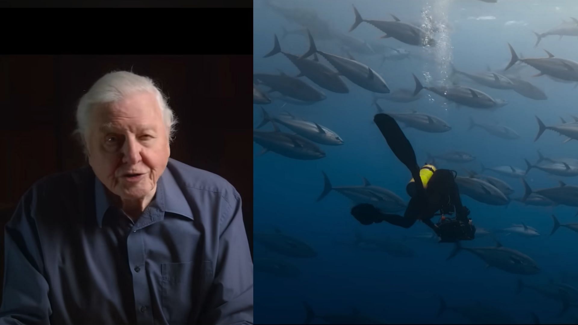 Ocean with David Attenborough: National Geographic