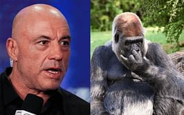 "That's how stupid we are" - When Joe Rogan hilariously imagined chaos if National Geographic wound up a gorilla