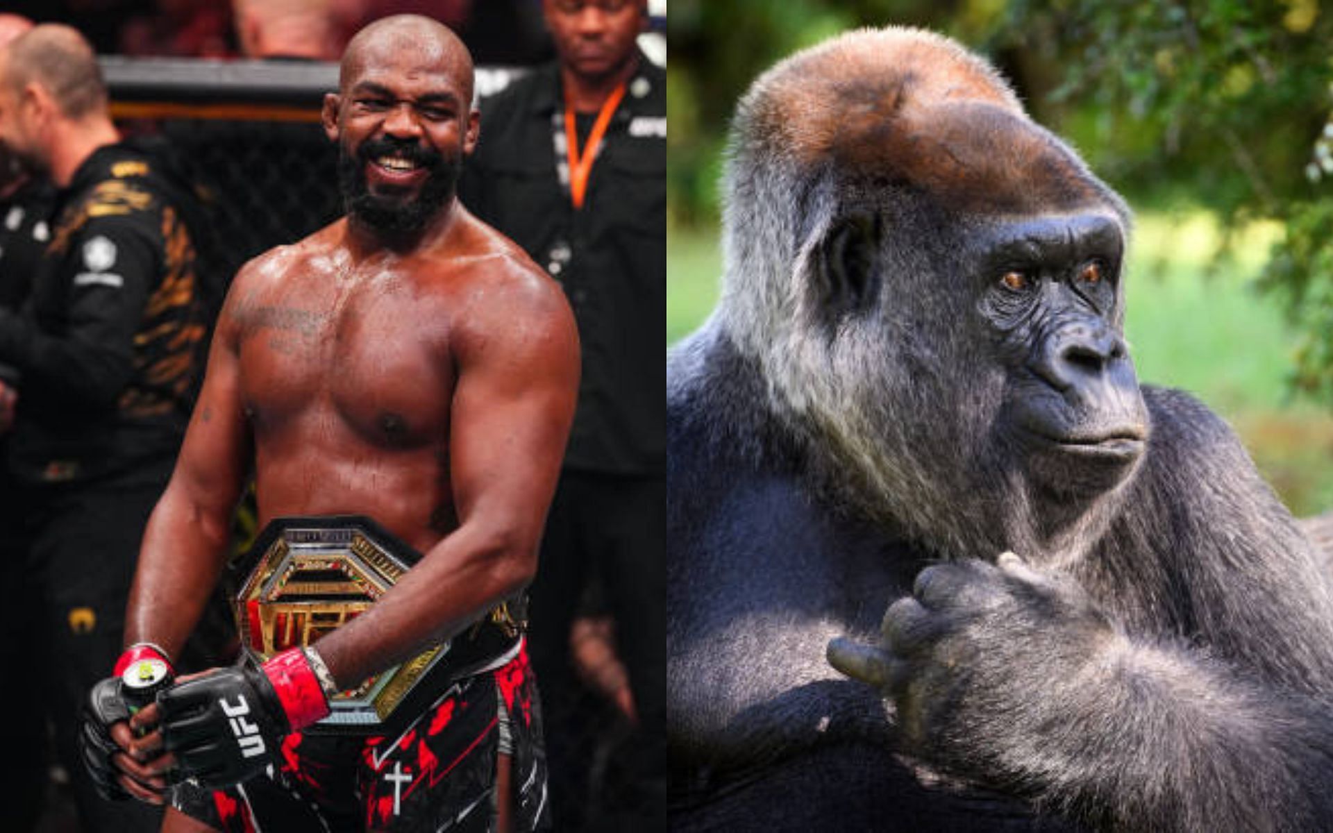 Jon Jones (left) weighs in on viral gorilla (right) debate [Image credits: Getty Images]