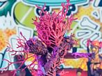 The Masked Singer season 13 episode 12 recap: Lucky Duck reveals himself as all four semi-finalists advance to the finale