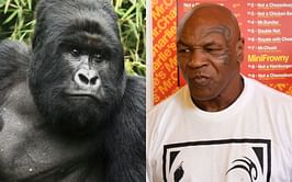 Gorilla vs. 100 prime Mike Tysons in a fight? 'Iron Mike' issues ice-cold preview