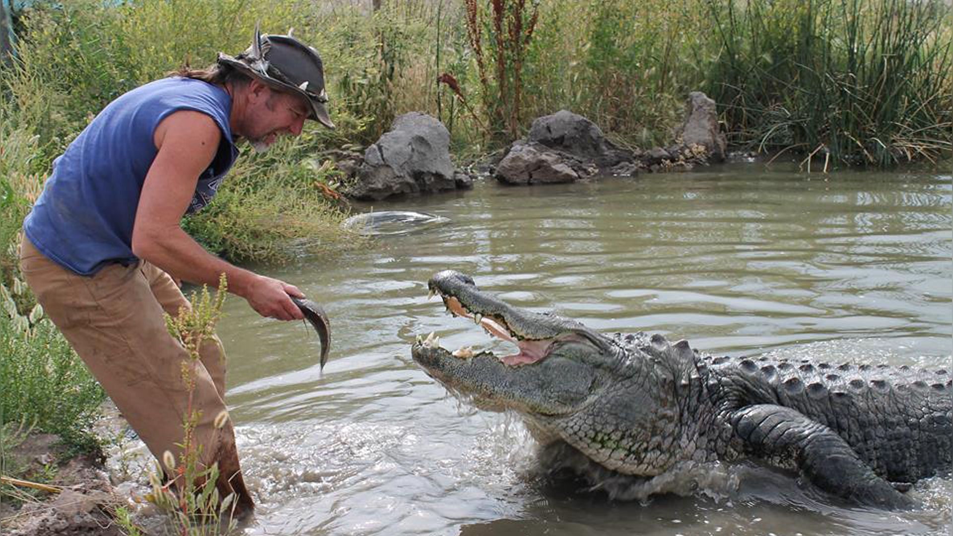 Morris, the alligator (Image via Facebook/Colorado Gator Farm)