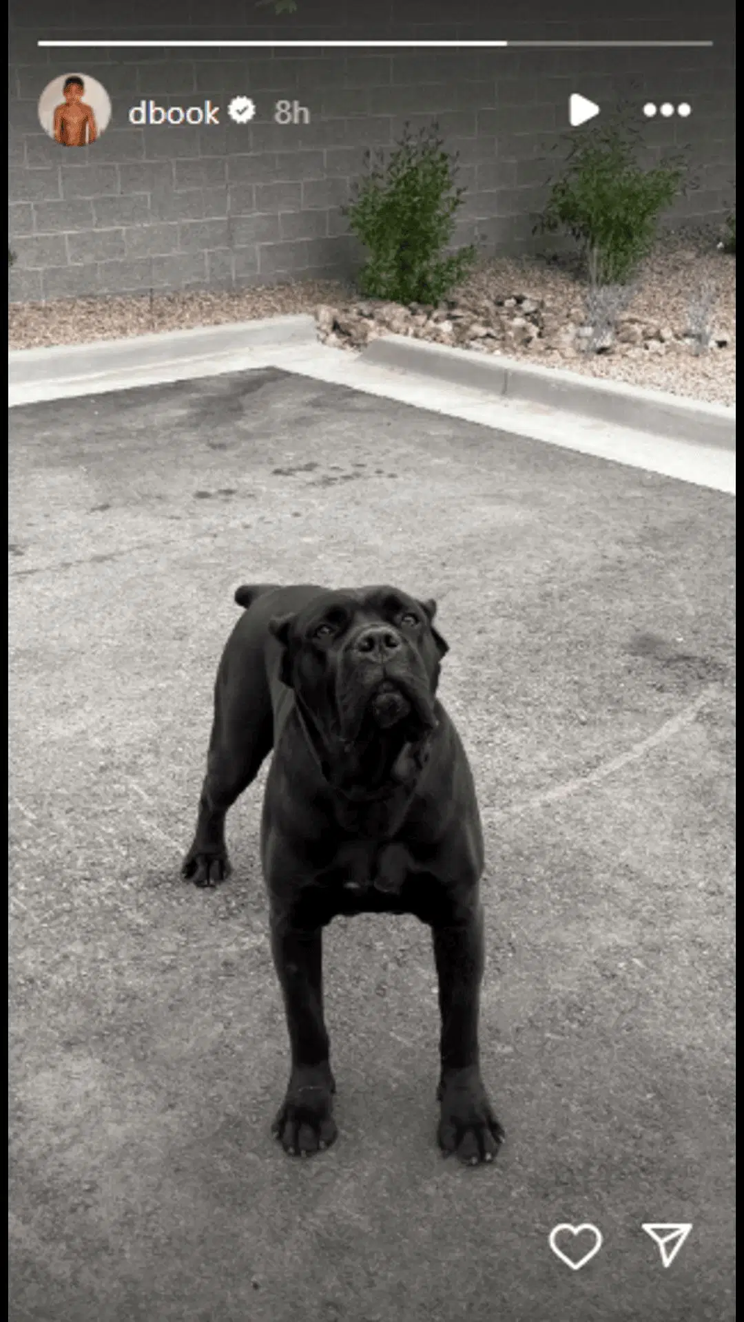 Devin Booker&#039;s canine friend welcomes him back home. Credit: Booker/IG