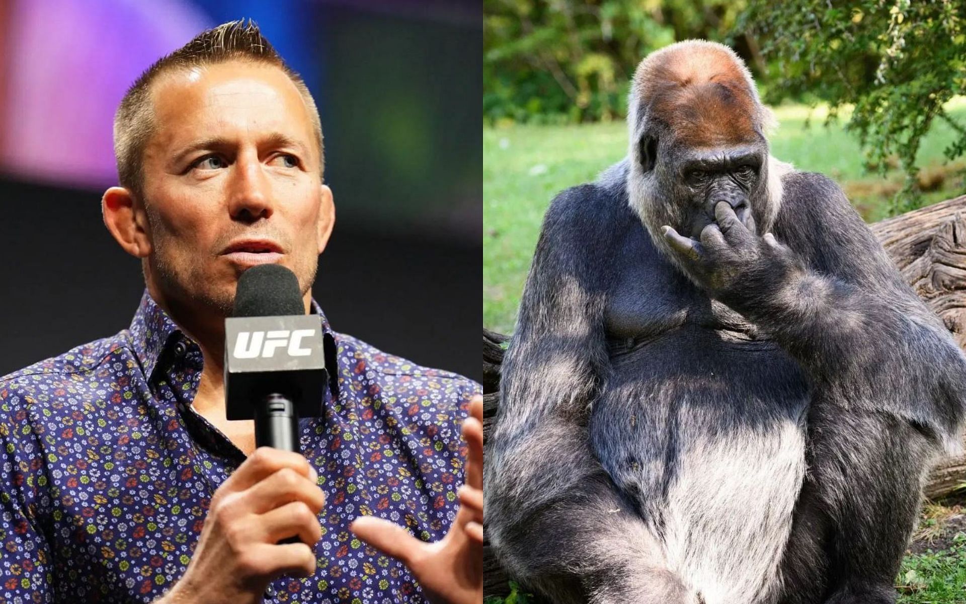 George St-Pierre (left) gives his take on the 