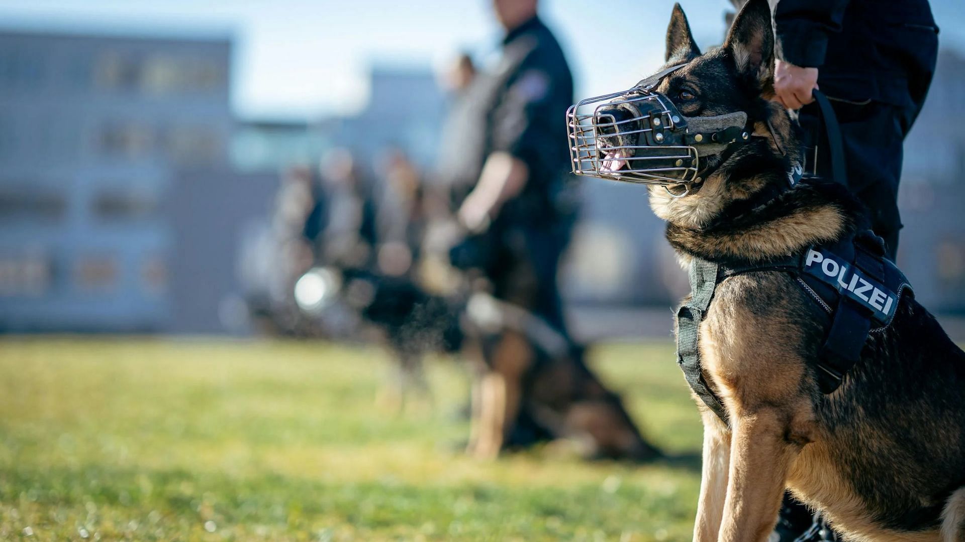 K9 dog Rody helped in solving the case. (Image via Pexels)
