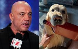 Joe Rogan shares sober streak update, mixing in a bit of humor ft. his dog Marshall: "Trying to get me fall of the wagon"