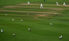 Several seagulls fly onto the ground and stop Somerset vs Nottinghamshire 2025 County Championship match [Watch]