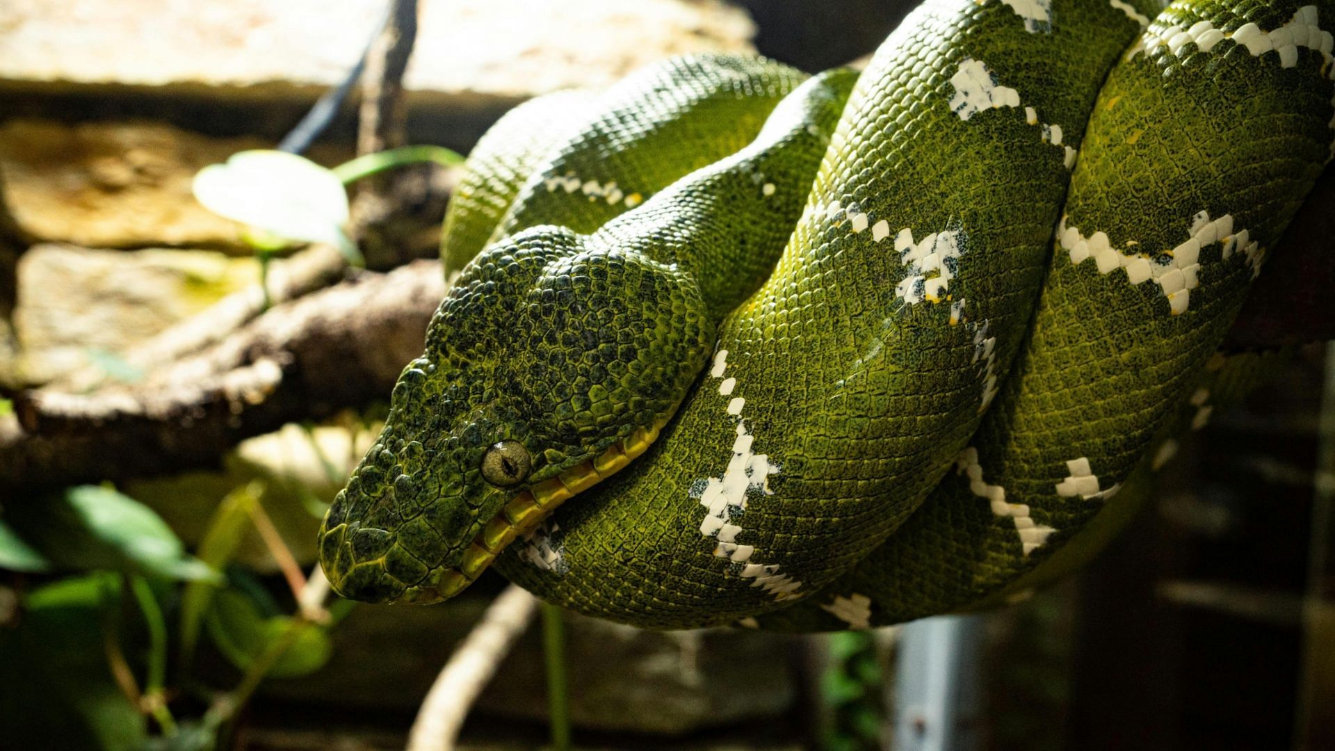 Dateline : Secrets of the Snake Farm complete details explored (Image via Pexels)