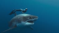 A still from Shark Whisperers (Image via Netflix)