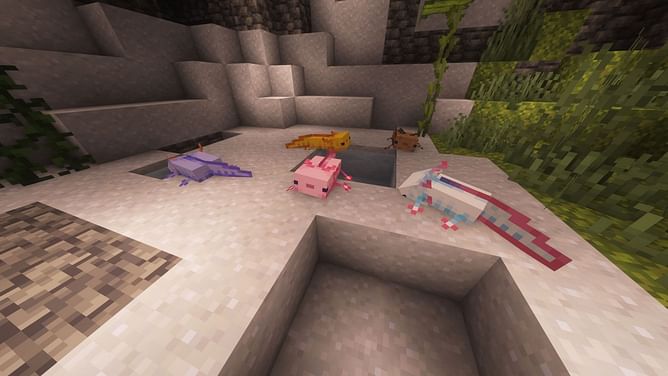 All varieties of axolotls in Minecraft