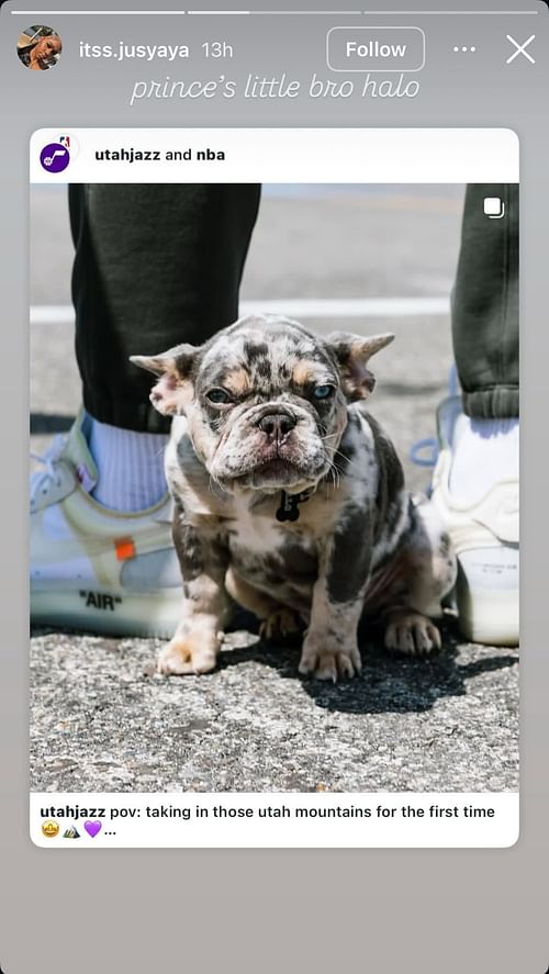 Ace Bailey’s girlfriend Mariah’s comment on his pet bulldog - Image via Instagram @itss.jusyaya