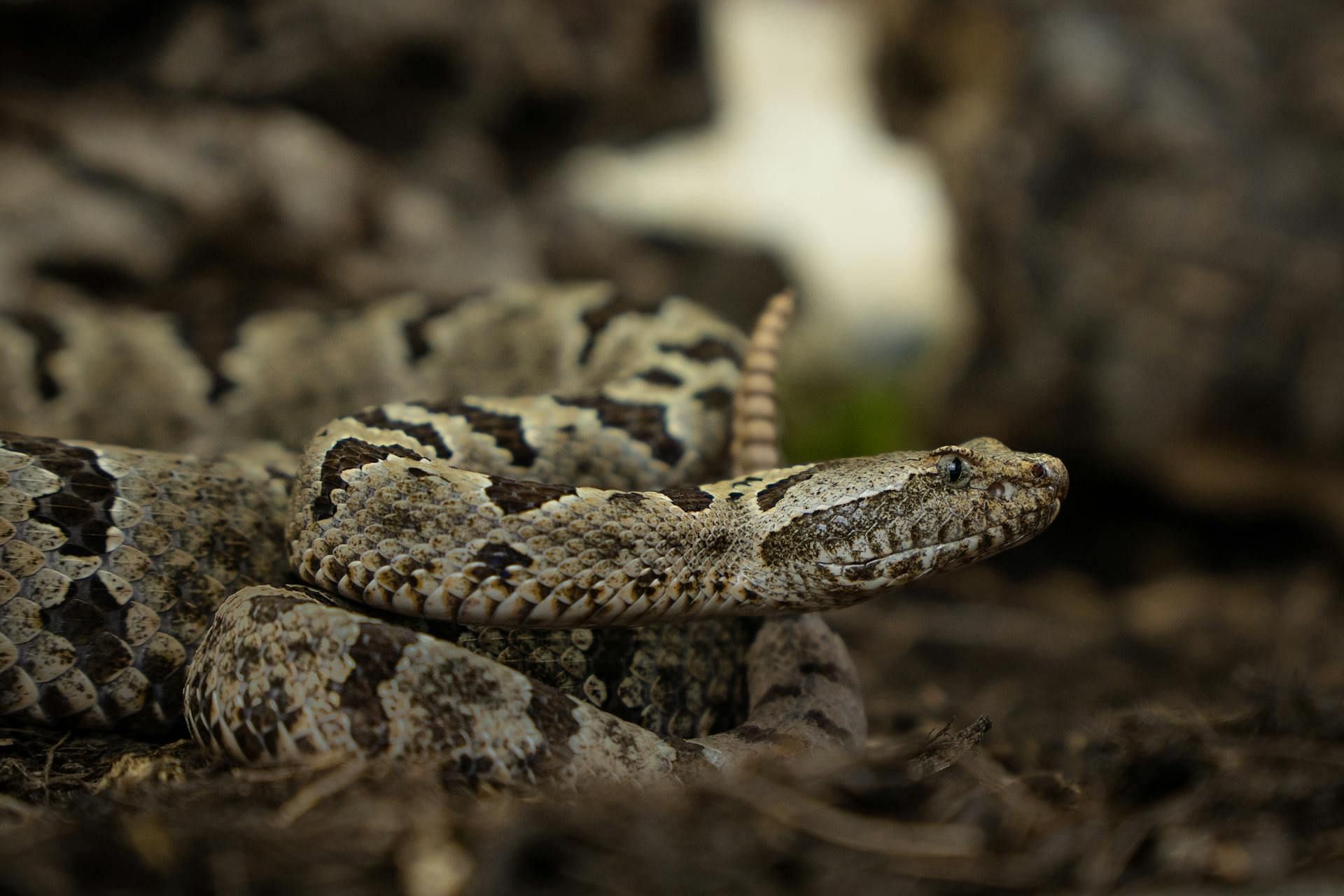 Ben and Lynlee started developing their snake breeding facility (Image via Pexels)