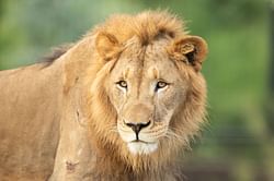 "Oh. No!"— Perez Hilton reacts to harrowing lion attack in Australian zoo that resulted in woman losing her arm