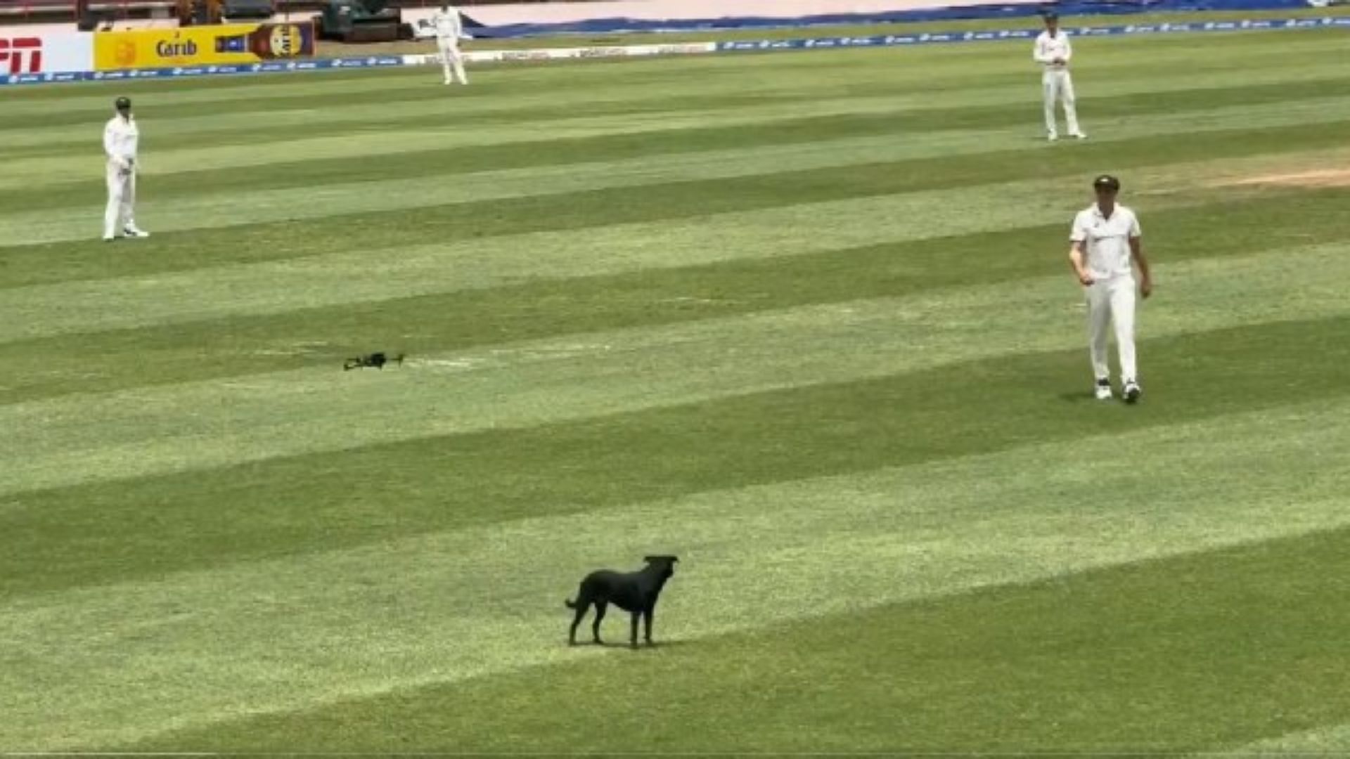 A dog enters the field on Day 3 of the WI vs AUS 2nd Test (Image Credits: WindiesCricket/X)