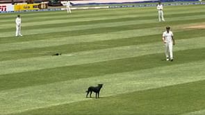 Dog enters field of play, chased away by broadcaster drone on Day 3 of WI vs AUS 2025 2nd Test [Watch]