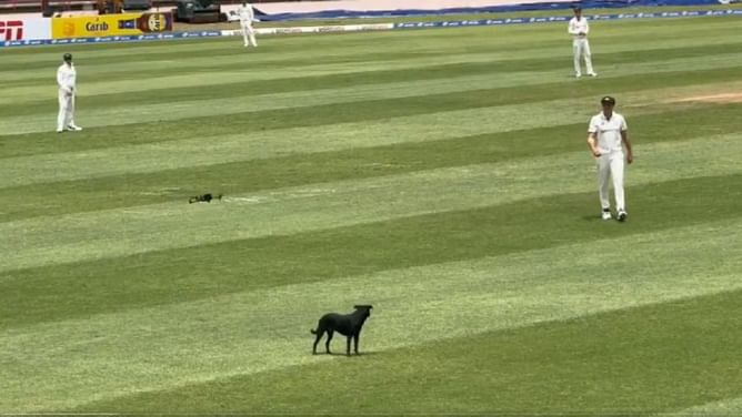 Dog enters field of play, chased away by broadcaster drone on Day 3 of WI vs AUS 2025 2nd Test [Watch]