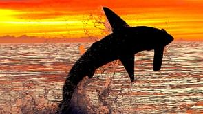 How to watch Shark Week 2025? Release schedule, platforms, and more