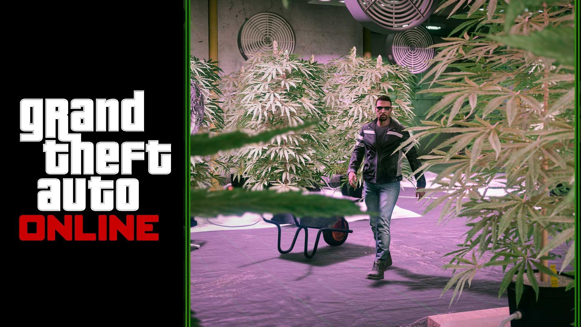 GTA Online Weed Farm Business Guide