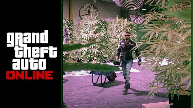 GTA Online Weed Farm Business Guide (2025)