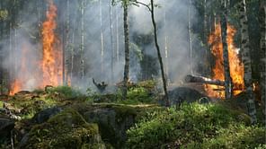 5 chilling details about Survival Mode' Hawaii's deadliest wildfires
