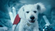 7 best characters from "Superman" 11 Krypto is based on Gunn's own dog, Ozu (Image Via Warner Bros.)