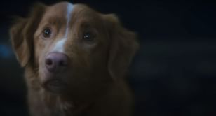 Does the dog die in the Good Boy?